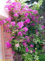 گل کاغذی مصری